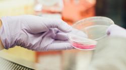The Quest for A Lifesaving Cure. Photo by Drew Hays on Unsplash