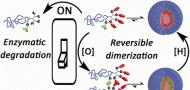 Reversible dimerization of polymeric amphiphiles acts as a molecular switch of enzymatic degradability