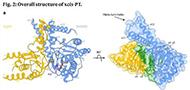 Structural basis of heterotetrameric assembly and disease mutations in the human cis-prenyltransferase complex