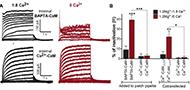A unique mechanism of inactivation gating of the Kv channel family member Kv7.1 and its modulation by PIP2 and calmodulin